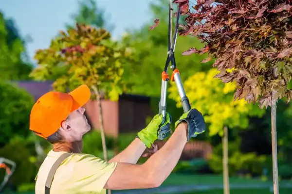 tree services Stoneybrook